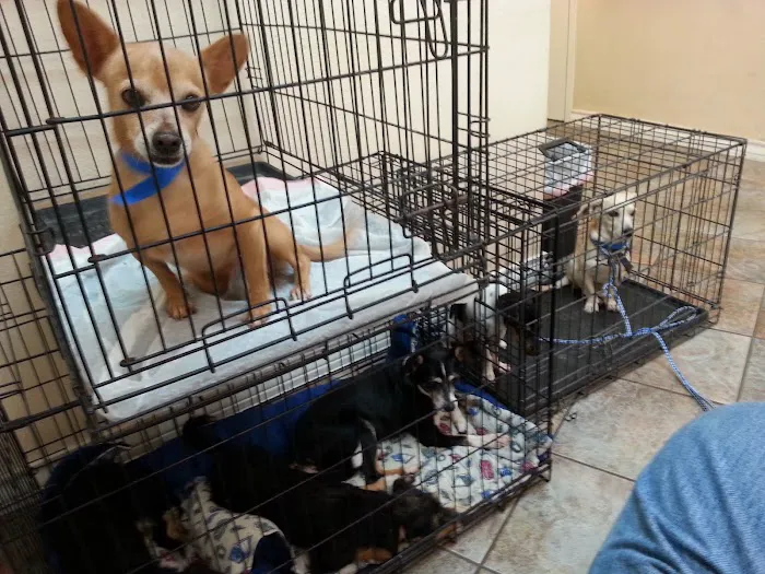 Critter Care Veterinary Clinic 6