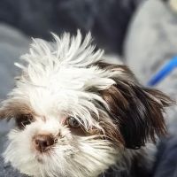 Rio Grande Veterinary Clinic ico