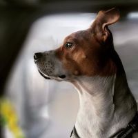 Laredo Pet Vet PC ico