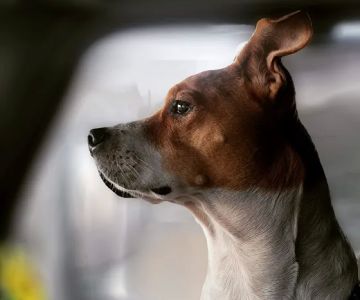 Laredo Pet Vet PC