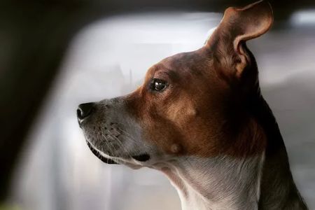 Laredo Pet Vet PC