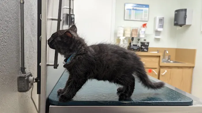 Maybeck Animal Hospital: David R. Fogelberg, DVM 12