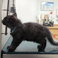 Maybeck Animal Hospital: David R. Fogelberg, DVM ico