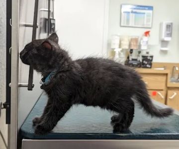 Maybeck Animal Hospital: David R. Fogelberg, DVM