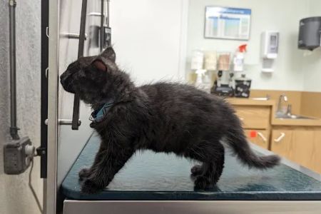 Maybeck Animal Hospital: David R. Fogelberg, DVM