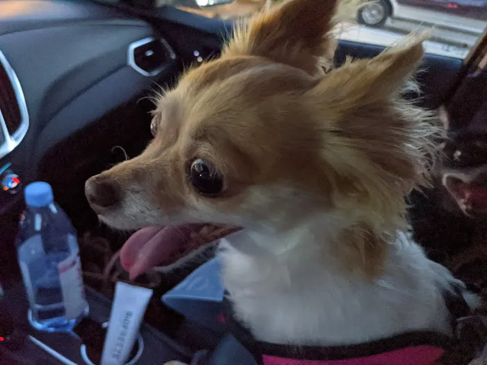 Maybeck Animal Hospital: David R. Fogelberg, DVM 12