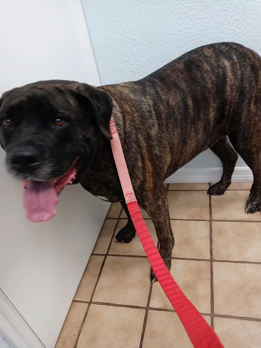 Maybeck Animal Hospital: David R. Fogelberg, DVM 12