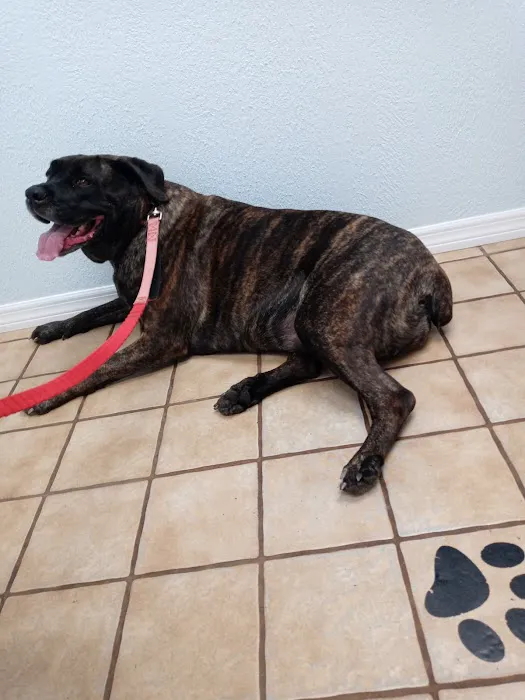 Maybeck Animal Hospital: David R. Fogelberg, DVM 12