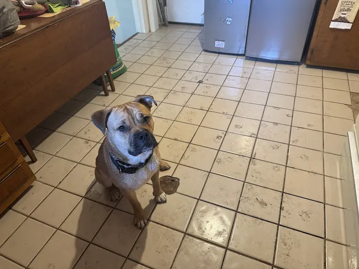 Maybeck Animal Hospital 9