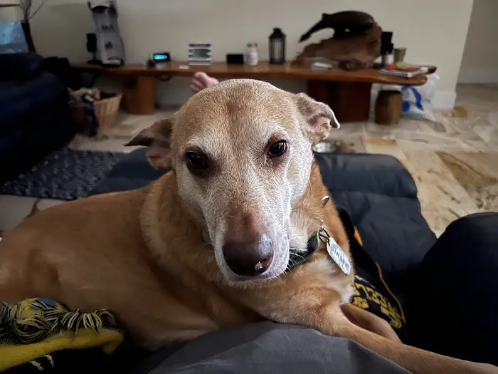 Melbourne Beach Animal Hospital 1