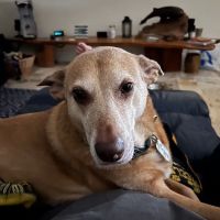 Melbourne Beach Animal Hospital ico