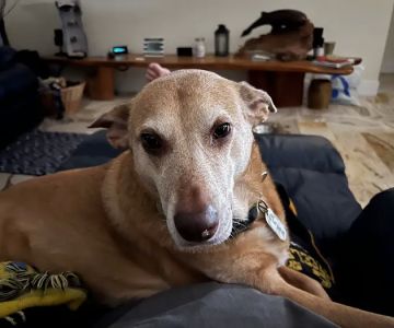 Melbourne Beach Animal Hospital