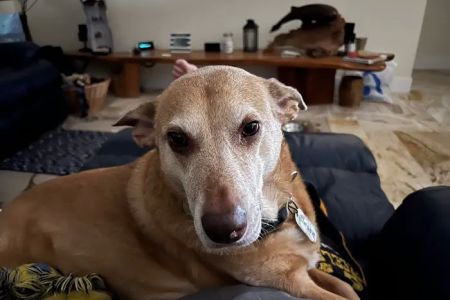 Melbourne Beach Animal Hospital