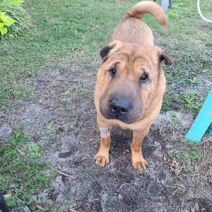 Animal Medical Clinic Melbourne Beach 6