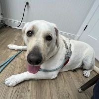 Animal Medical Clinic Melbourne Beach ico