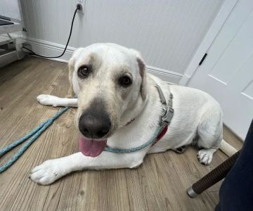 Animal Medical Clinic Melbourne Beach