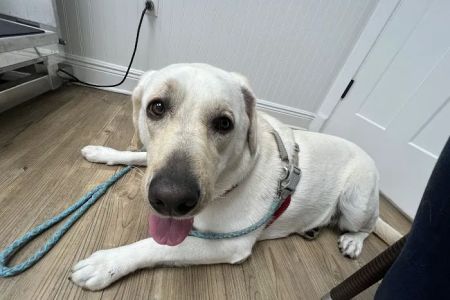 Animal Medical Clinic Melbourne Beach