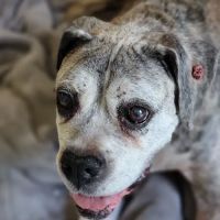 Animal Medical Clinic Indialantic ico