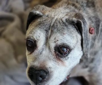 Animal Medical Clinic Indialantic