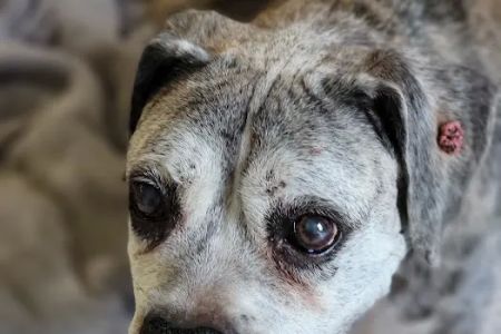 Animal Medical Clinic Indialantic