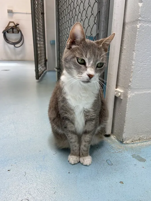 Wickham Animal Hospital & Boarding 4