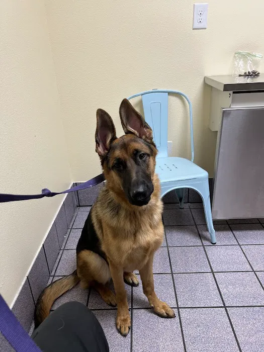 Wickham Animal Hospital & Boarding 5