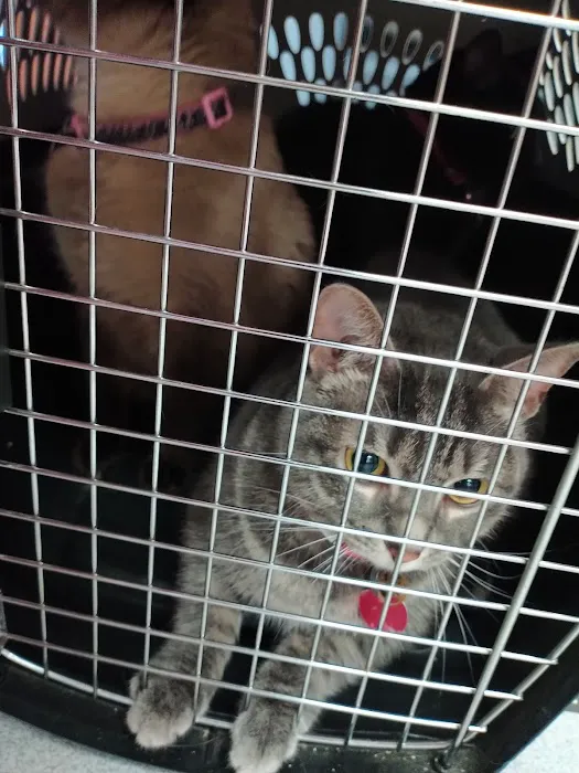 Melbourne Animal Hospital 12