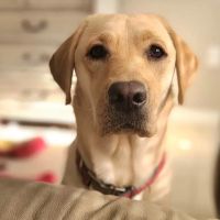Melbourne Animal Hospital ico