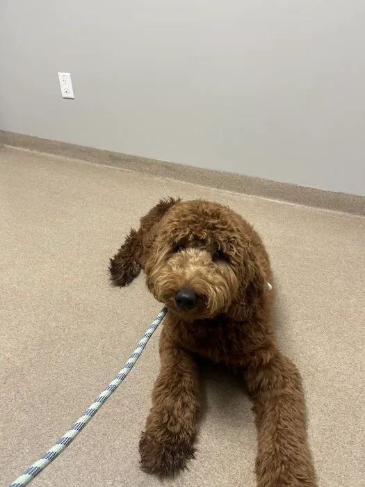 Animal Specialty & Emergency Center 6