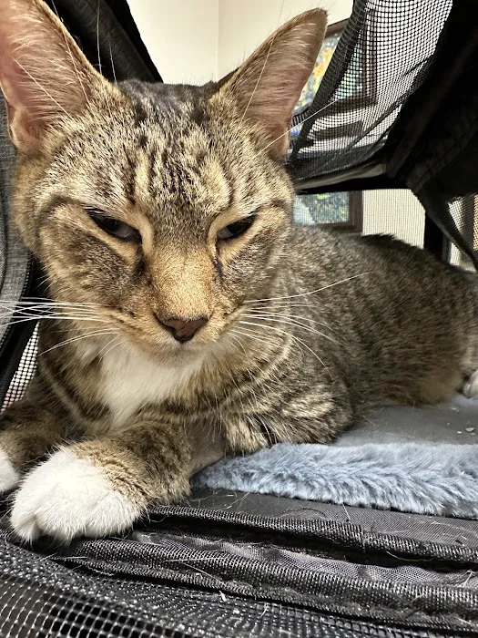 Animal Specialty & Emergency Center 4