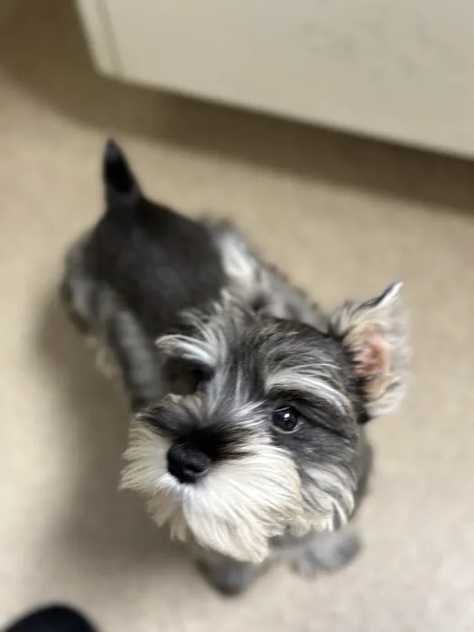 Animal Specialty & Emergency Center 1