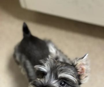 Animal Specialty & Emergency Center