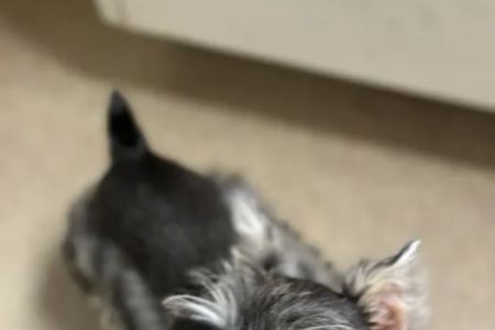 Animal Specialty & Emergency Center