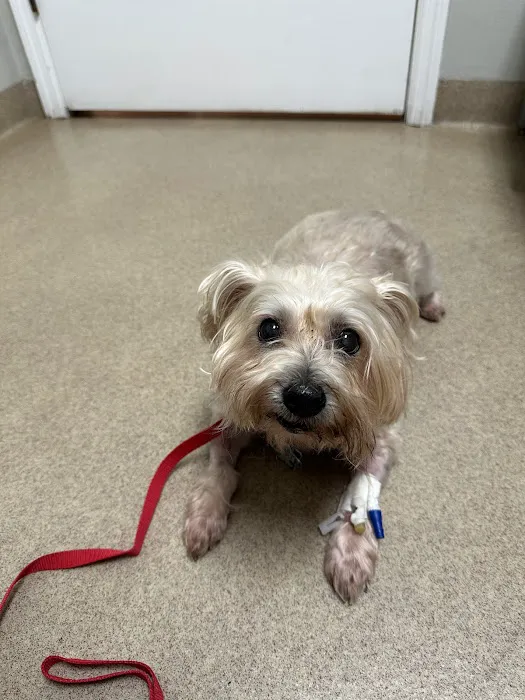 Animal Specialty & Emergency Center 3