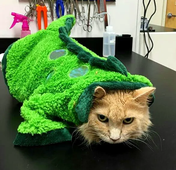 Southwest Florida Veterinary Services 12