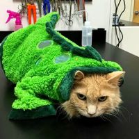 Southwest Florida Veterinary Services ico