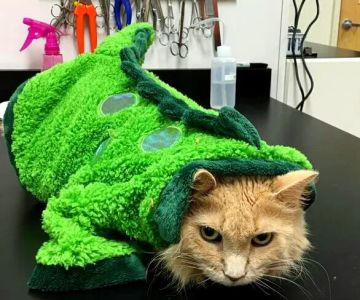 Southwest Florida Veterinary Services