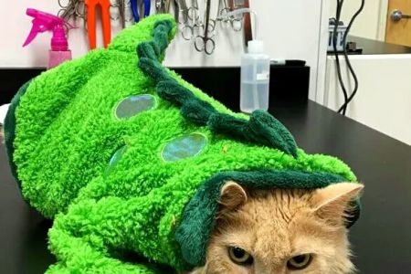 Southwest Florida Veterinary Services