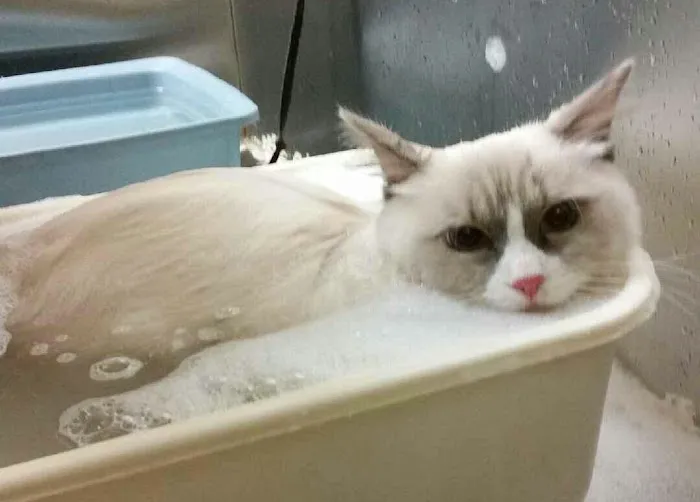 Southwest Florida Veterinary Services 12