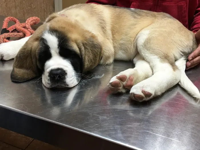 Southwest Florida Veterinary Services 12