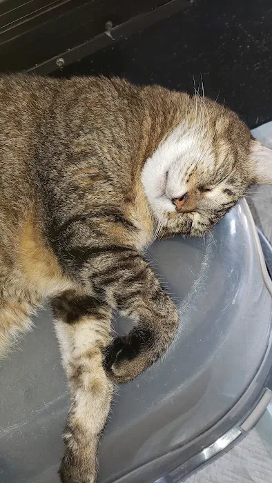 Gulf Coast Scratching Post Cat Hospital 7
