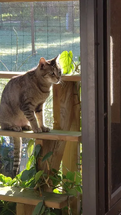 Gulf Coast Scratching Post Cat Hospital 2