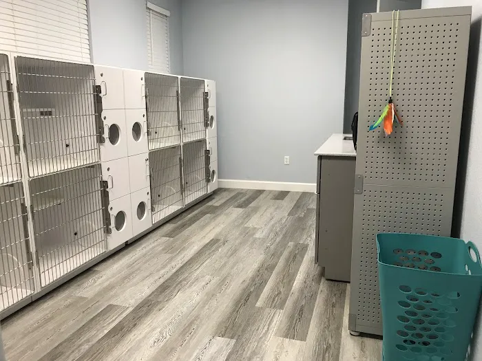 Gulf Coast Scratching Post Cat Hospital 1