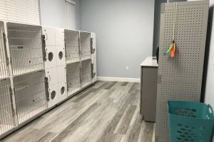 Gulf Coast Scratching Post Cat Hospital