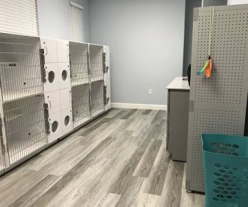 Gulf Coast Scratching Post Cat Hospital