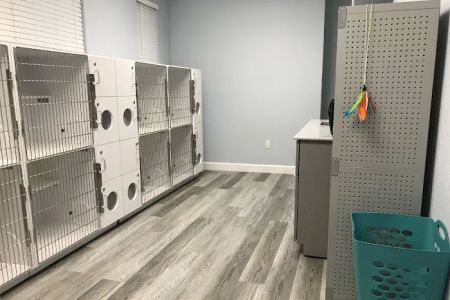 Gulf Coast Scratching Post Cat Hospital