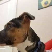 Toledo Blade Animal Clinic ico