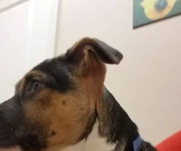 Toledo Blade Animal Clinic