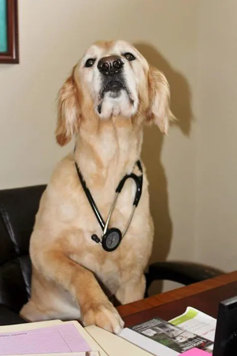 Toledo Blade Animal Clinic 12