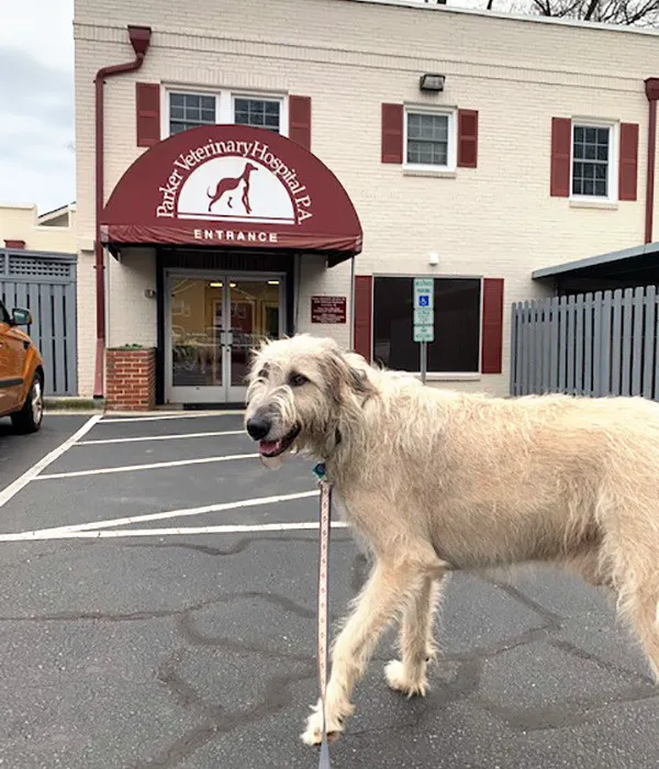 Parker Veterinary Hospital PA 12